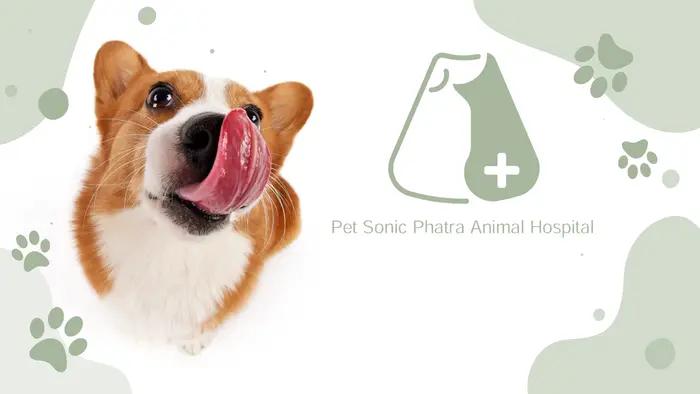 โรงพยาบาลสัตว์ เพ็ทโซนิค ภัทร Pet Sonic Phatra Animal Hospital