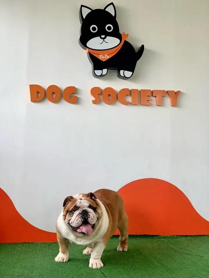  Dog Society 
