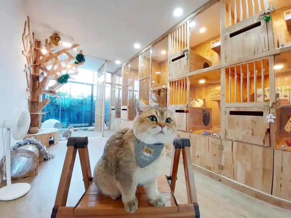 Caterium Cat Hotel (โรงแรมแมว แคทเทอเรียม) 