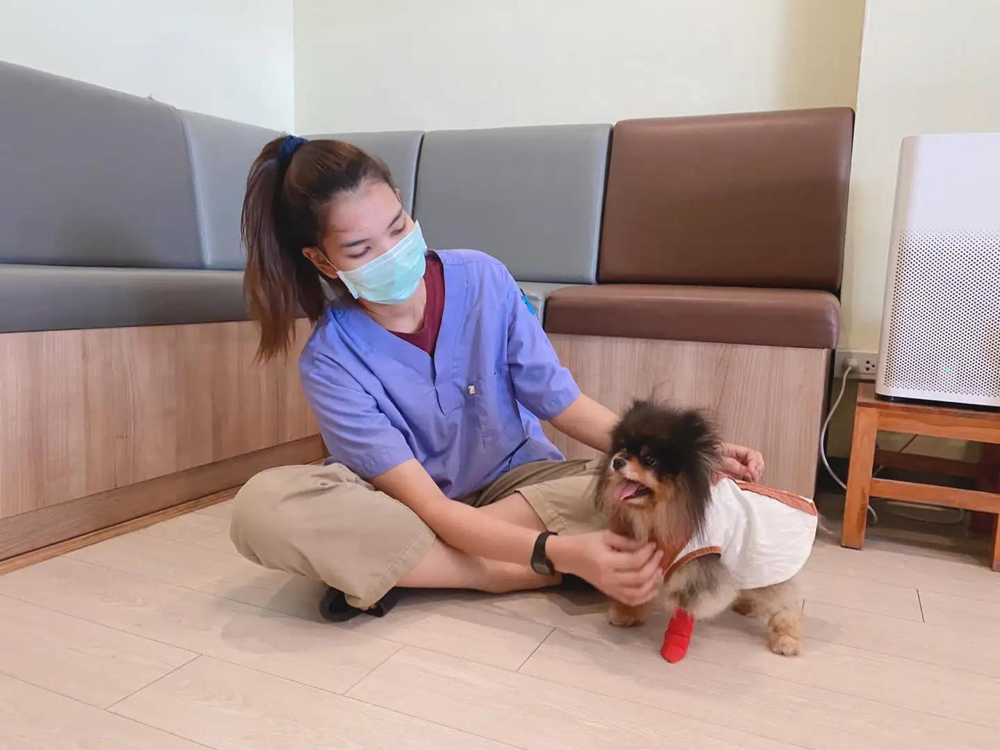 โรงพยาบาลสัตว์บ้านชัยพฤกษ์ Ban Chaiyaphruek Pet hospital 