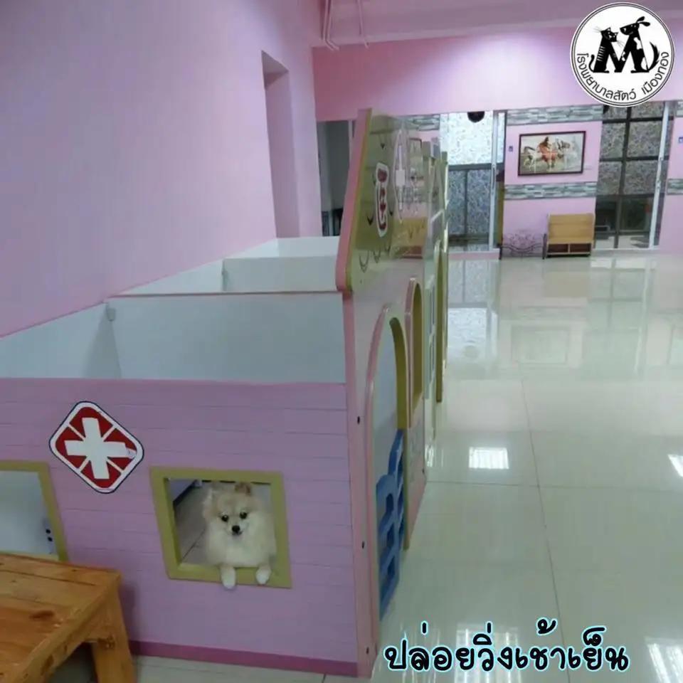 โรงพยาบาลสัตว์เมืองทอง Muangthong Pet Hospital 