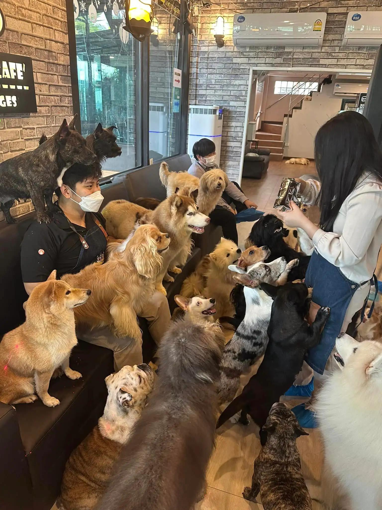 Dog Country Cafe 