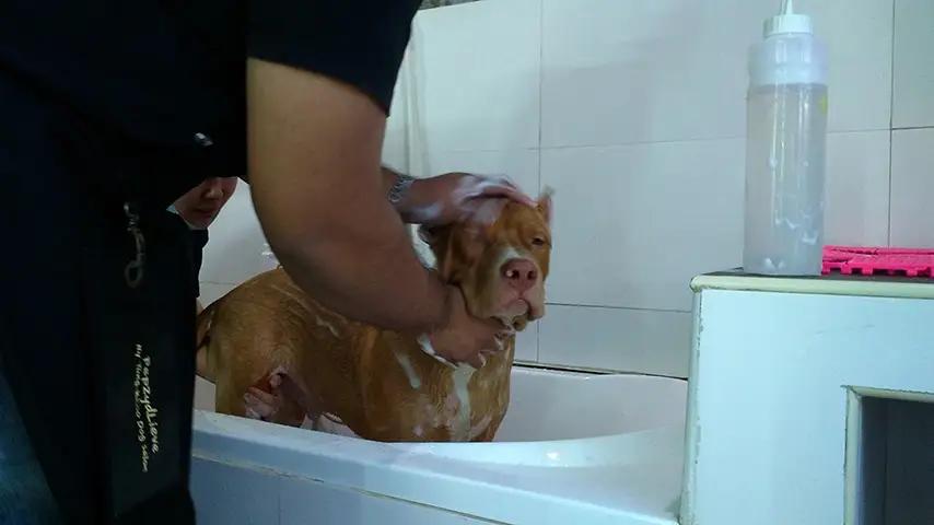 อาบน้ำตัดขนฝากเลี้ยงสุนัข ตัง-คู ด๊อก ซาลอน