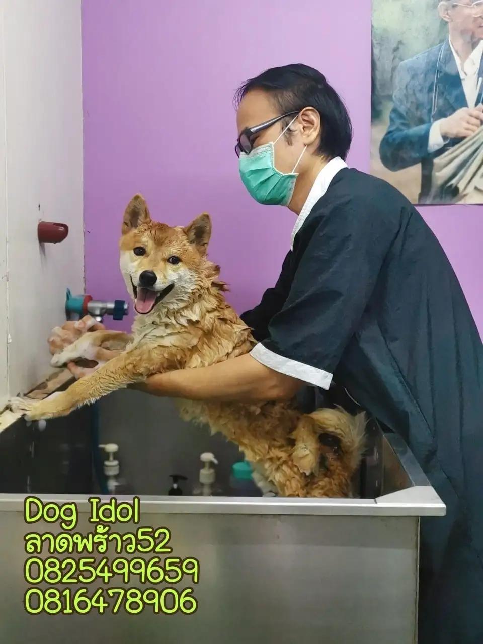 Dog Idol อาบน้ำตัดขน ลาดพร้าว 52