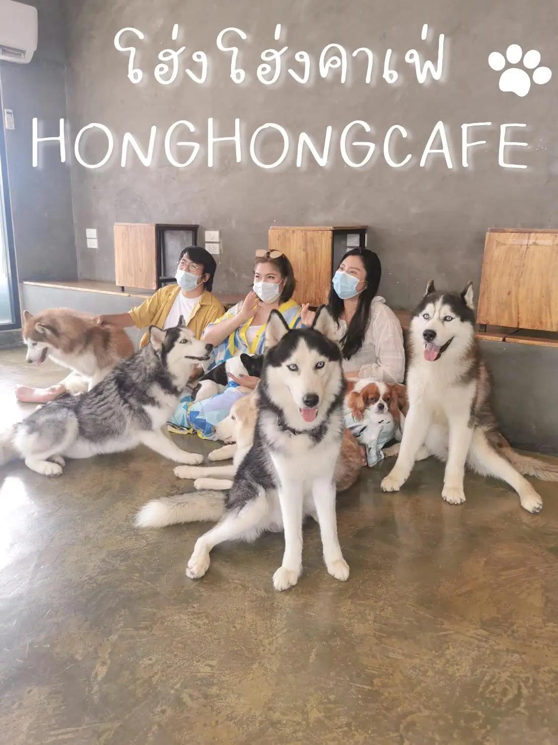 โฮ่งโฮ่งคาเฟ่-HongHong Cafe