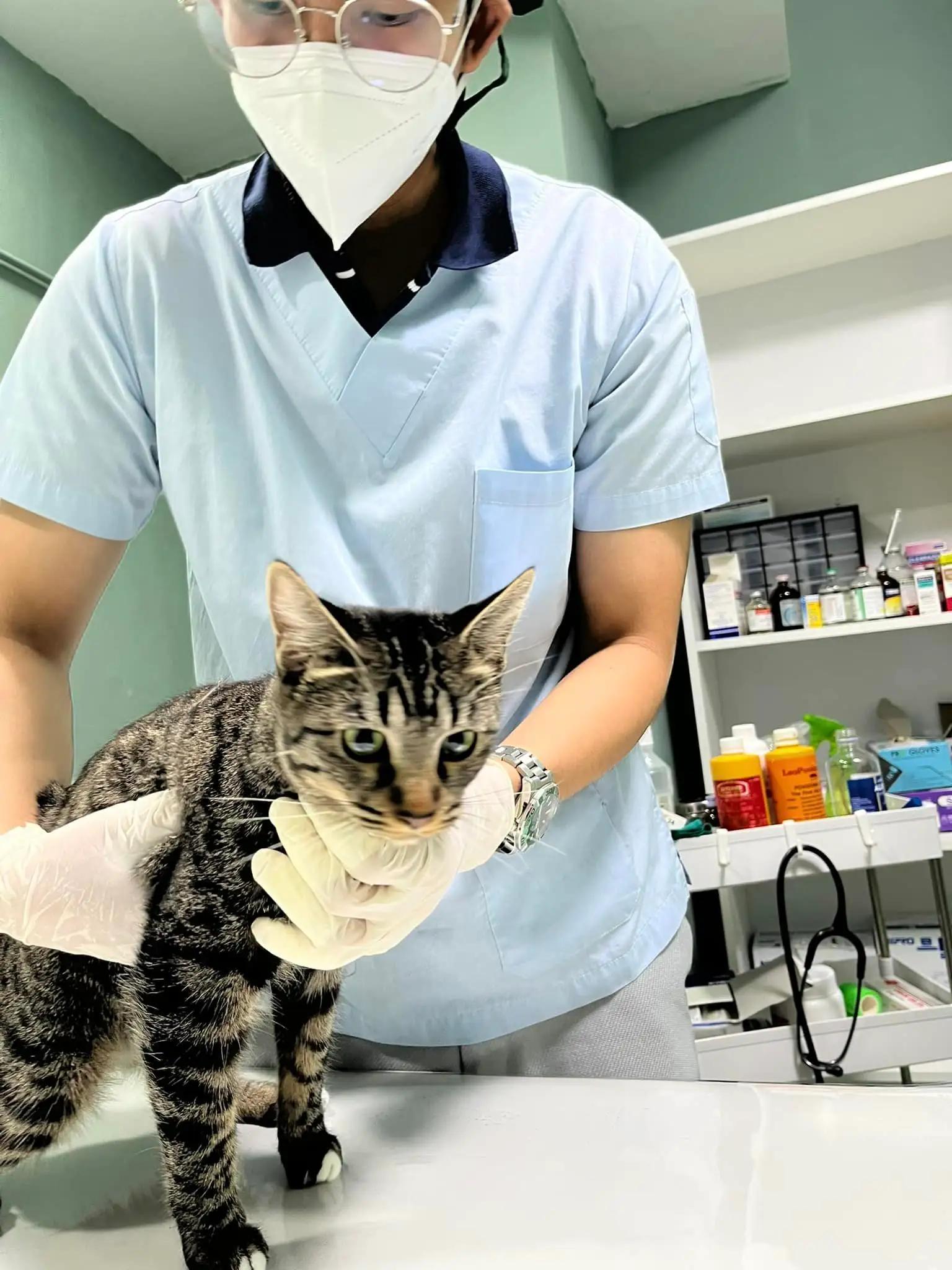 รักษาสัตว์ โมโมะ-สาขาบางพลี ผ่าตัด ทำหมันหมาแมว รักษาโรคทั่วไป