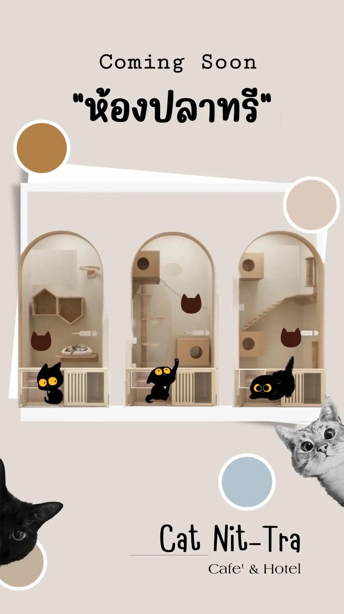Cat Nit-Tra Cafe’ & Hotel : โรงแรมแมวแคทนิทรา