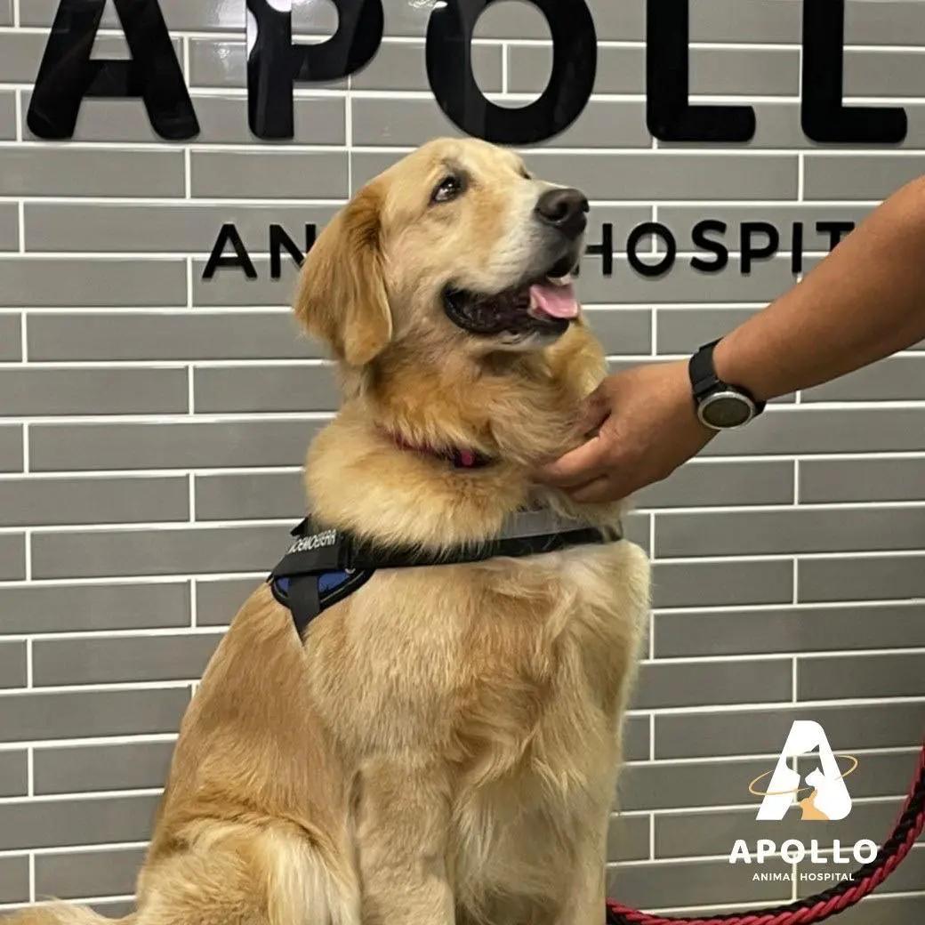 Apollo Animal Hospital and Wellness Center