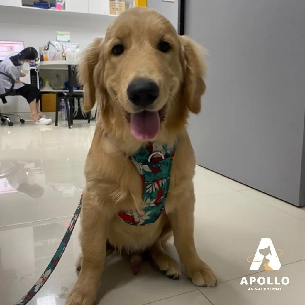 Apollo Animal Hospital and Wellness Center