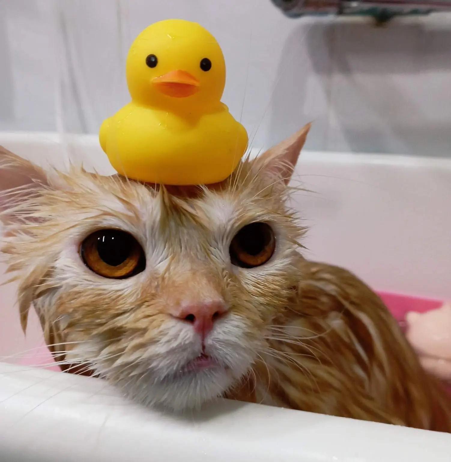 อาบน้ำ-ตัดขน-สปาแมว Cat Grooming&Spa Phuket by เมี๊ยวๆโฮเทล ภูเก็ต