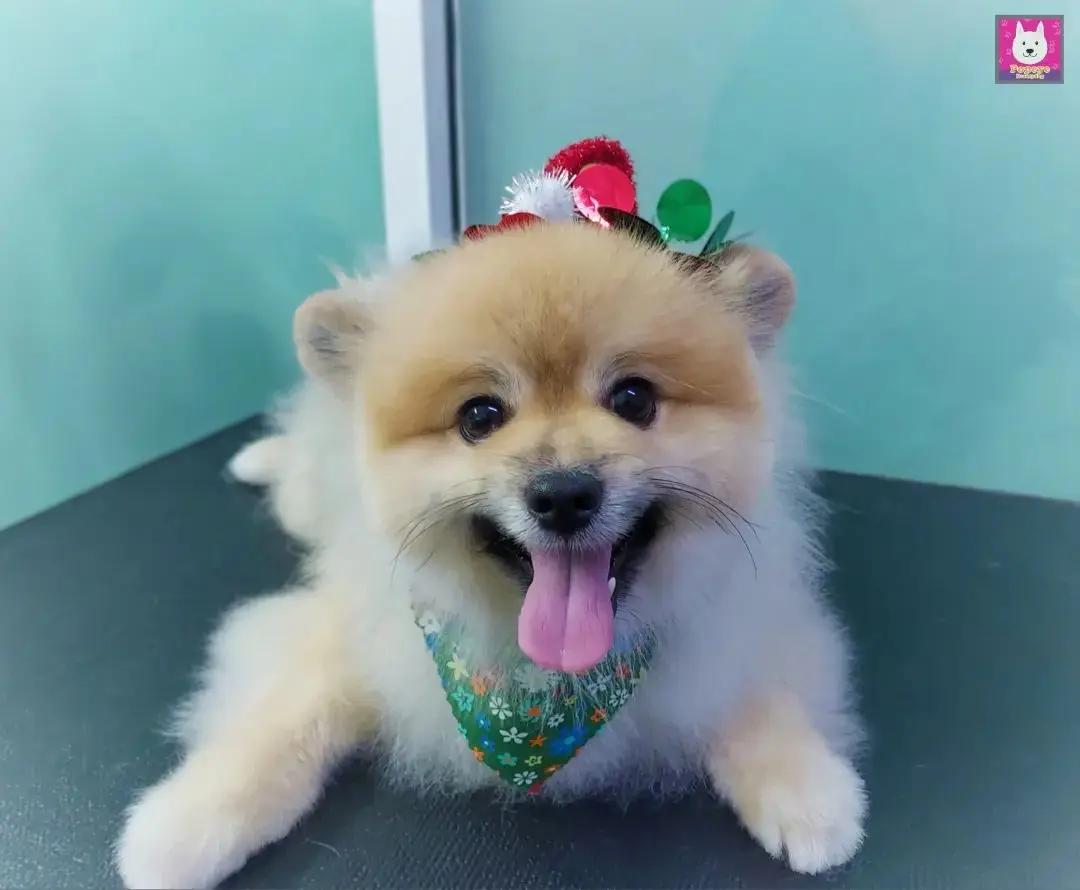 Popeye Beautydog