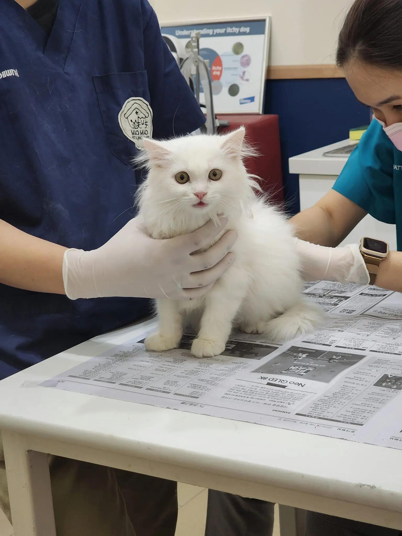 MAO MAO Pet Clinic : มาว มาว เพ็ท คลินิก