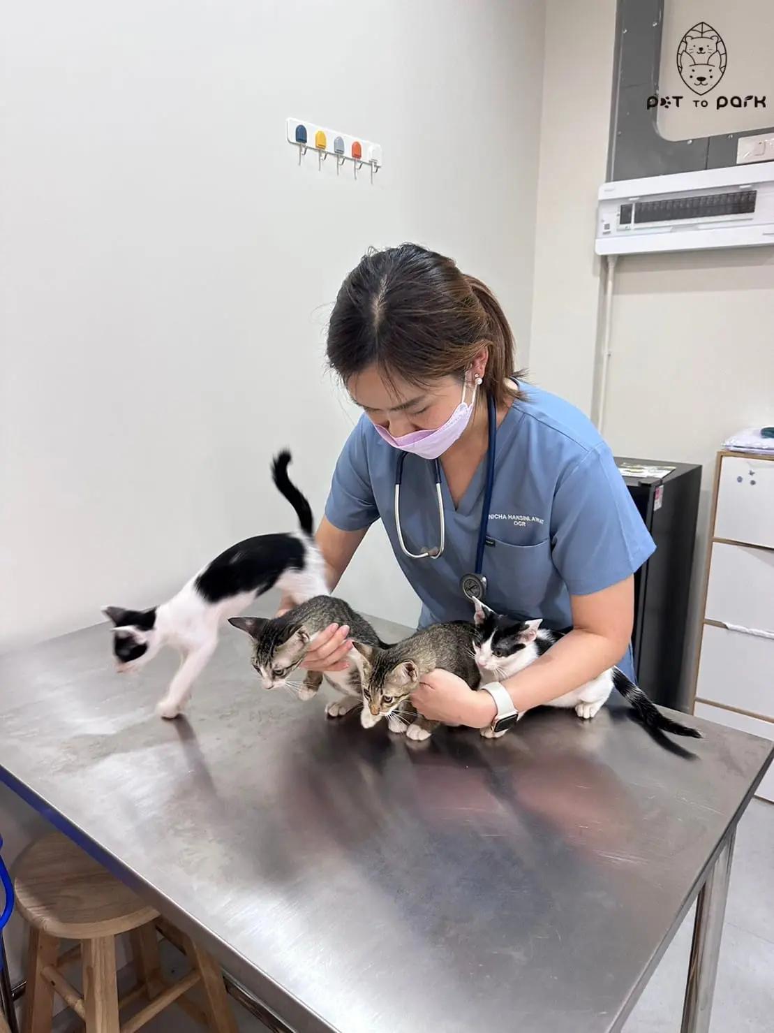 คลินิกรักษาสัตว์ เพ็ท ทู พาร์ค Pet To Park animal clinic