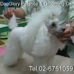  DogGlory Pet Shop & Grooming Center (ถนนจันทร์) 