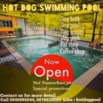  Hot Dog Swimming Pool 