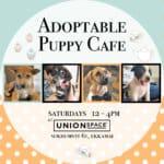 The Adoptable Puppy Cafe 